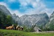 Konji, Kamniško - Savinjske Alpe