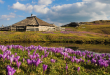 Velika planina