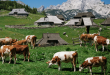 Velika planina summer